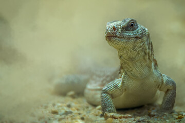 Desert Iguana Reptile in a Natural Sandy Habitat Looking Alert