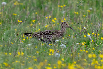 Eurasian Curlew in a summer meadow of grass with wild flowers