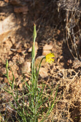 Yellow salsify, wildflower