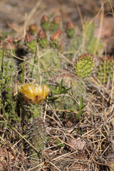 Prickly Pear cactus with yellow flower, close-up
