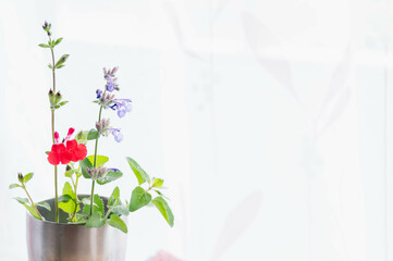 Obraz premium 部屋に飾ったハーブ