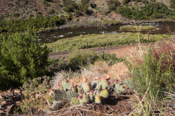 Budding Prickly Pear cactus patch