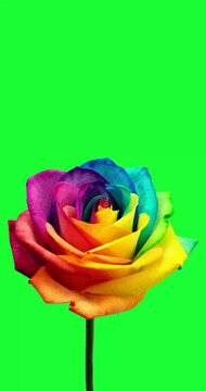 Close-Up Colorful Rose on Solid Green Screen 4K Ultra HD Video