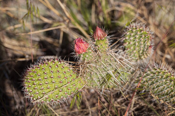 Budding pickly Pear cactus, close-up
