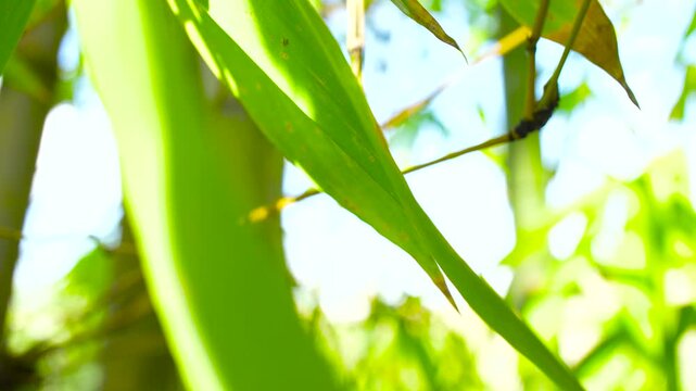Horizontal macro video of nature elements with leaves, petals, stones, ants