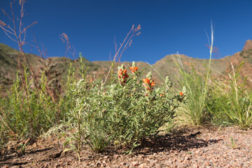 Orange wildflowers in the sand