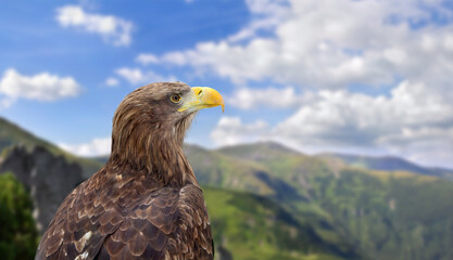 Golden eagle ( Aquila chrysaetos ) portrait in profile on a mountains and blue sky background