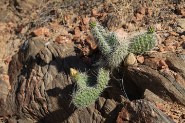 Budding Prickly Pear cactus patch