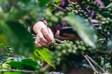 Smiling hill tribe farmer harvesting ripe arabica coffee cherries in a lush mountain plantation. Organic highland coffee farming.