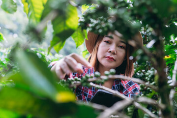 Smiling hill tribe farmer harvesting ripe arabica coffee cherries in a lush mountain plantation. Organic highland coffee farming.