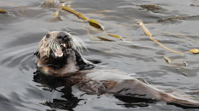 California sea otter eating shellfish