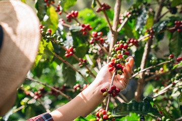 Smiling hill tribe farmer harvesting ripe arabica coffee cherries in a lush mountain plantation. Organic highland coffee farming.