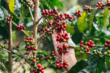 Smiling hill tribe farmer harvesting ripe arabica coffee cherries in a lush mountain plantation. Organic highland coffee farming.