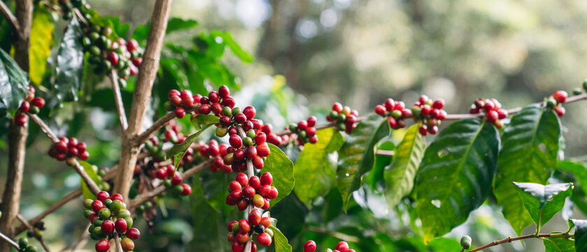 Raw coffee beans growing on trees in farms and gardens, glistening with morning dew during the harvest season.
