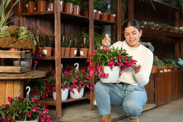 Woman choosing a large schlumbergera flower with hanging pot