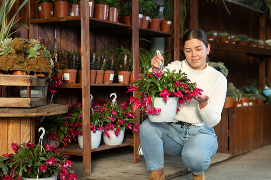 Woman choosing a large schlumbergera flower with hanging pot