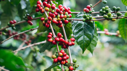 Raw coffee beans growing on trees in farms and gardens, glistening with morning dew during the harvest season.