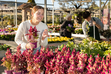 Young woman in garden hypermarket chooses celosia mix in pots with store employee in the background