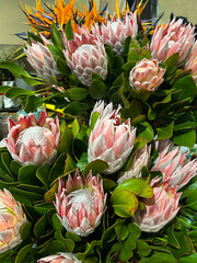 Flower shop. Close-up. Funchal. Madeira. Portugal.