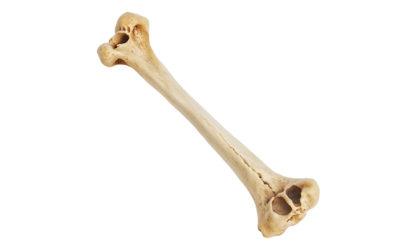 skeleton key isolated on white background
