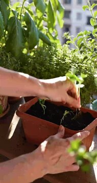 Urban Gardening Planting Herbs on a Sunny City Balcony 4K Video
