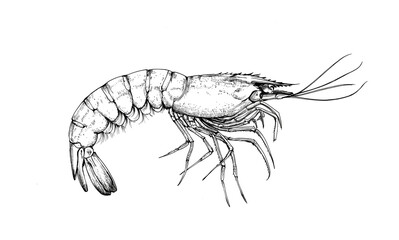 Seafood, shrimp prawn. Vintage retro print, black white seafood shrimp prawn sketch ink pencil style drawing, linear drawing, engrave old school. Sketch artwork shrimp prawn, seafood. Illustration