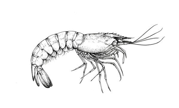 Seafood, shrimp prawn. Vintage retro print, black white seafood shrimp prawn sketch ink pencil style drawing, linear drawing, engrave old school. Sketch artwork shrimp prawn, seafood. Illustration
