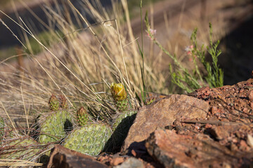 Budding Prickly Pear cactus patch