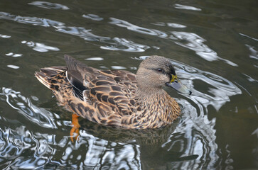 Wild duck-mallard (female) swimming in the water of a pond. Closeup photo.Waterbirds, fauna ,wildlife concept. Free copy space