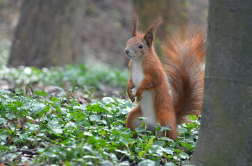 Wild redhead squirrel with white tummy in spring forest standing in green plants on its hind legs...