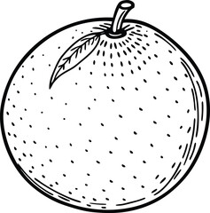 Elegant Line Art Vector Illustration of a Whole Orange Fruit on transparent background