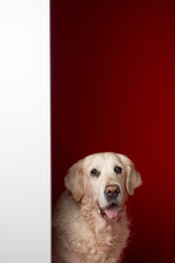 Cute golden retriever dog on the red background in the studio, white negative space