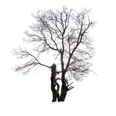 A single bare black silhouette of a dead tree branch against a white isolated background