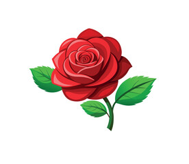 Fototapeta premium red rose on white background