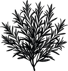 Elegant Silhouette of Rosemary Sprigs A Culinary Herb Illustration