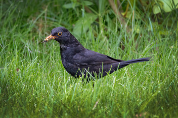 Obraz premium Blackbird with collection of seeds in beak