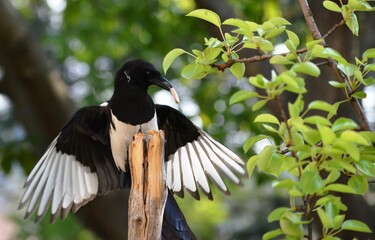 the great magpie found food