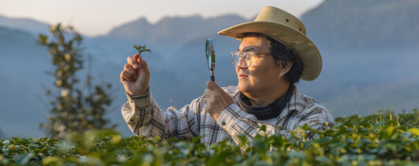 Farmer inspects tea fields. Smart farming and digital farming in Green tea industry. Agricultural...