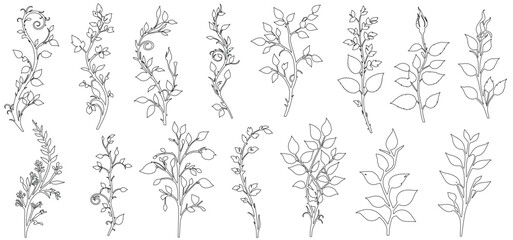 Herbs and Wild Flowers set. Hand drawn floral elements. Vector