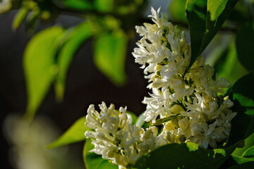 blossoming branch of a white lilac