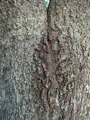 Natural wood texture of tree bark, cracked and covered with moss and lichen.