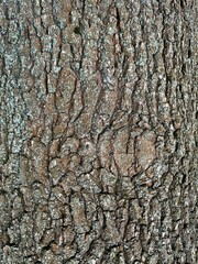 Old tree bark texture with visible cracks, weathered wood and light green moss patches.