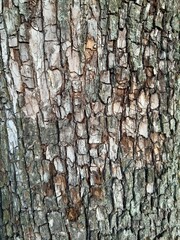 Bark surface with greenish mold and deep texture, perfect for nature backgrounds.