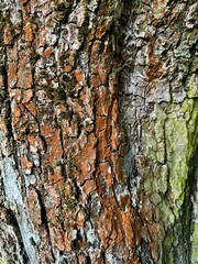 Detailed macro photo of old tree bark with lichen and moss, ideal for texture backgrounds.