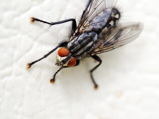 close up of a fly