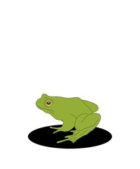 frog illustration, Flash card 