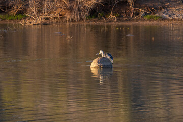 A heron is fishing on a lake and has a fish in its beak