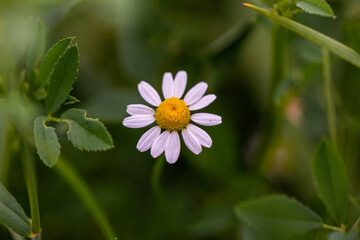 Obraz premium A field of blooming chamomile flowers in the summer sun.