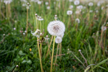 Dandelion Seed Head in Blooming Meadow with Soft Focus on Natural Green Background