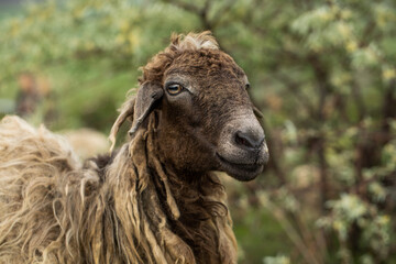 Close-up Profile of a Sheep. A young lamb in a field, focused on the foreground. A flock of sheep...